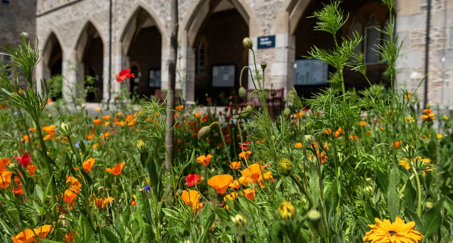 External shot of flowers on St Lukes Campus