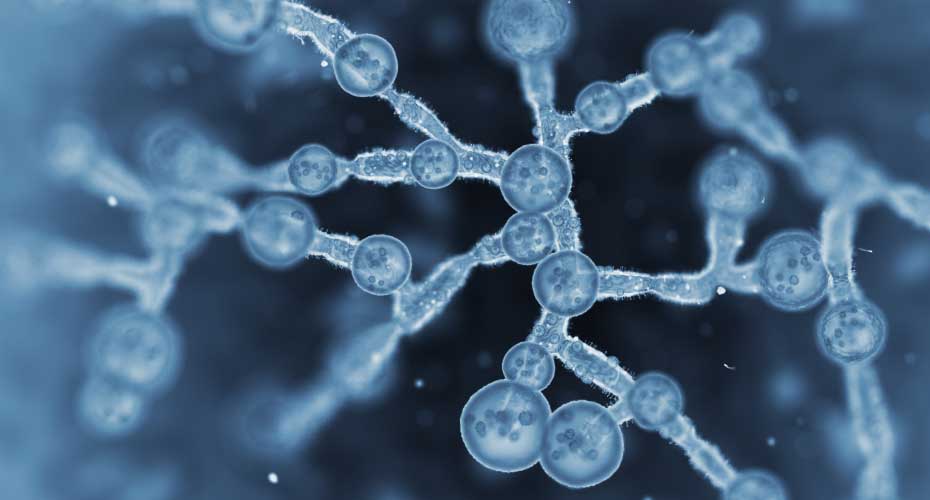 Microscopic image to depict Fungi Care