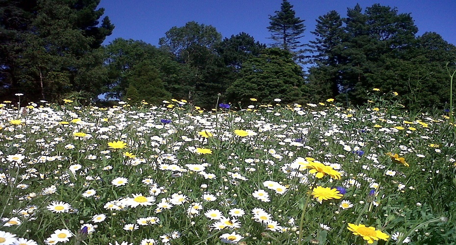 wildflower meadow