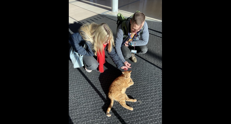 Two people are crouched down fussing a ginger cat in the sun